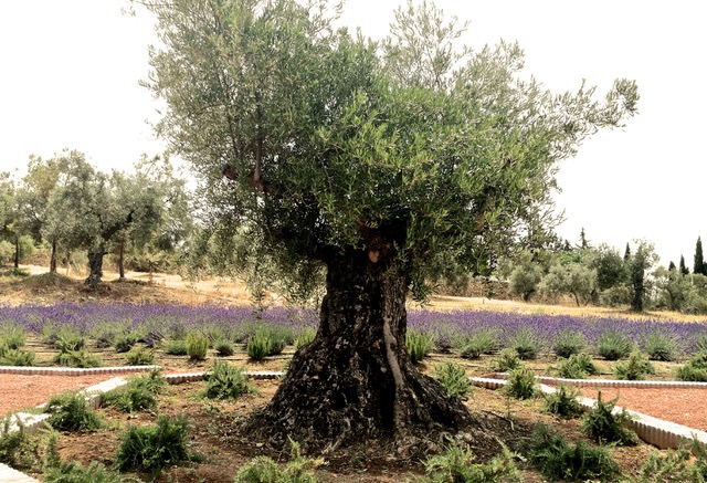 Old olive tree at LA Organic. Photo © Karethe Linaae